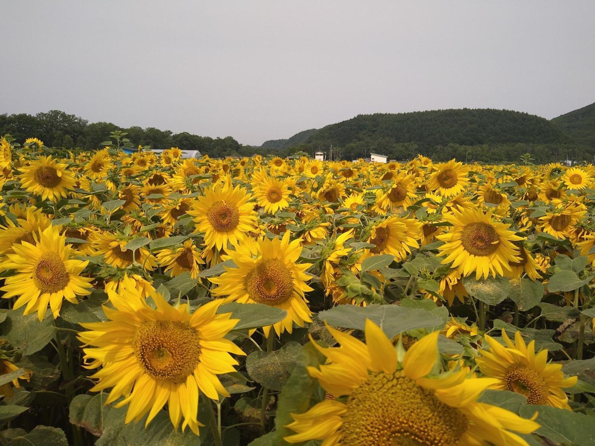 Sea Side Stay / Vacation Stay 1785 Abashiri Eksteriør bilde